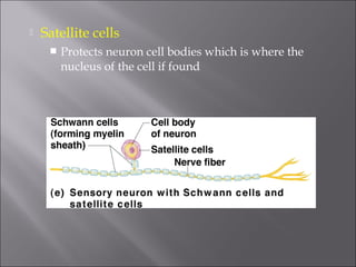  Satellite cells
 Protects neuron cell bodies which is where the
nucleus of the cell if found
 