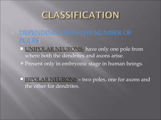  DEPENDING UPON THE NUMBER OF
POLES:
 UNIPOLAR NEURONS- have only one pole from
where both the dendrites and axons arise.
 Present only in embryonic stage in human beings.
 BIPOLAR NEURONS – two poles, one for axons and
the other for dendrites.
 