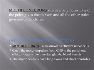  MULTIPLE NEURONS – have many poles. One of
the poles gives rise to axon and all the other poles
give rise to dendrites.
 DEPENDING UPON THE FUNCTION :
 MOTOR NEURON – also known as efferent nerve cells.
 Carry the motor impulses from CNS to the peripheral
effector organs like muscles, glands, blood vessels.
 The motor neurons have long axons and short dendrites.
 