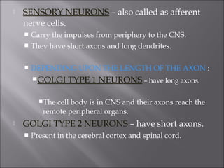  SENSORY NEURONS – also called as afferent
nerve cells.
 Carry the impulses from periphery to the CNS.
 They have short axons and long dendrites.
 DEPENDING UPON THE LENGTH OF THE AXON :
GOLGI TYPE 1 NEURONS – have long axons.
The cell body is in CNS and their axons reach the
remote peripheral organs.
 GOLGI TYPE 2 NEURONS – have short axons.
 Present in the cerebral cortex and spinal cord.
 