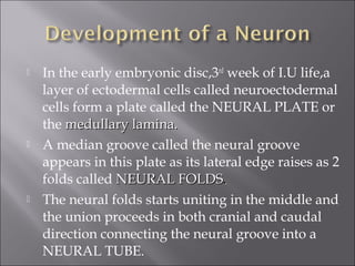  In the early embryonic disc,3rd
week of I.U life,a
layer of ectodermal cells called neuroectodermal
cells form a plate called the NEURAL PLATE or
the medullary lamina.medullary lamina.
 A median groove called the neural groove
appears in this plate as its lateral edge raises as 2
folds called NEURAL FOLDSNEURAL FOLDS..
 The neural folds starts uniting in the middle and
the union proceeds in both cranial and caudal
direction connecting the neural groove into a
NEURAL TUBE.
 