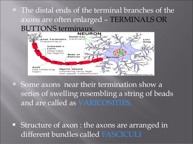 free nerve endings and encapsulated free nerve endings and encapsulated