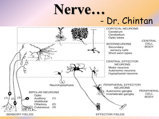 Nerve…
- Dr. Chintan
 