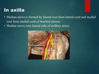 In axilla
• Median nerve is formed by lateral root from lateral cord and medial
root from medial cord of brachial plexus
• Median nerve runs lateral side of axillary artery
 