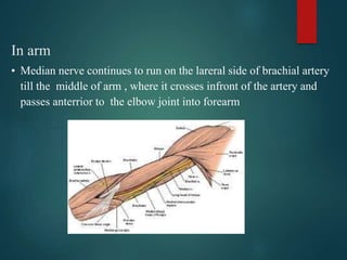 In arm
• Median nerve continues to run on the lareral side of brachial artery
till the middle of arm , where it crosses infront of the artery and
passes anterrior to the elbow joint into forearm
 