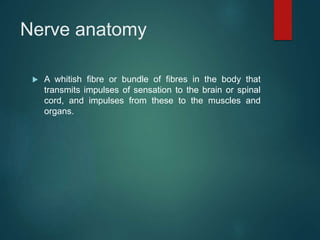 Nerve anatomy
 A whitish fibre or bundle of fibres in the body that
transmits impulses of sensation to the brain or spinal
cord, and impulses from these to the muscles and
organs.
 