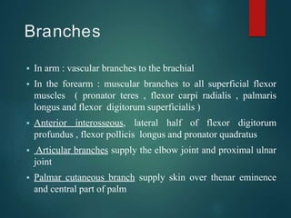 Branches
 In arm : vascular branches to the brachial
 In the forearm : muscular branches to all superficial flexor
muscles ( pronator teres , flexor carpi radialis , palmaris
longus and flexor digitorum superficialis )
 Anterior interosseous, lateral half of flexor digitorum
profundus , flexor pollicis longus and pronator quadratus
 Articular branches supply the elbow joint and proximal ulnar
joint
 Palmar cutaneous branch supply skin over thenar eminence
and central part of palm
 