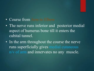 • Course from Arm to Elbow
• The nerve runs inferior and posterior medial
aspect of humerus bone till it enters the
cubital tunnel.
• In the arm throughout the course the nerve
runs superficially gives medial cutaneous
n/v of arm and innervates no any muscle.
 