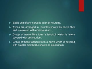  Basic unit of any nerve is axon of neurons.
 Axons are arranged in bundles known as nerve fibre
and is covered with endoneurium..
 Group of nerve fibre form a fasciculi which is intern
covered with perineurium.
 Group of these fasciculi form a nerve which is covered
with areolar membrabe known as epineurium
 