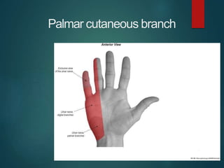 Palmar cutaneous branch
 