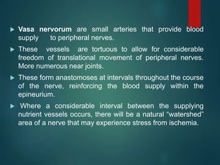  Vasa nervorum are small arteries that provide blood
supply to peripheral nerves.
 These vessels are tortuous to allow for considerable
freedom of translational movement of peripheral nerves.
More numerous near joints.
 These form anastomoses at intervals throughout the course
of the nerve, reinforcing the blood supply within the
epineurium.
 Where a considerable interval between the supplying
nutrient vessels occurs, there will be a natural “watershed”
area of a nerve that may experience stress from ischemia.
 