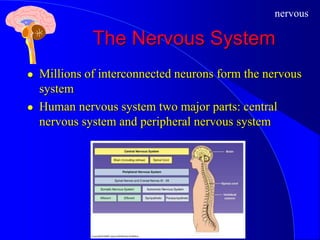 nervous
The Nervous System
 Millions of interconnected neurons form the nervous
system
 Human nervous system two major parts: central
nervous system and peripheral nervous system
 