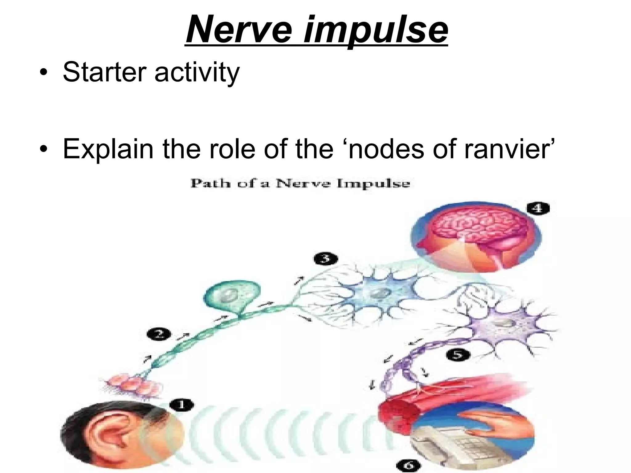 Nerve impulse Starter activity Explain the role of the ‘nodes of ranvier’ 