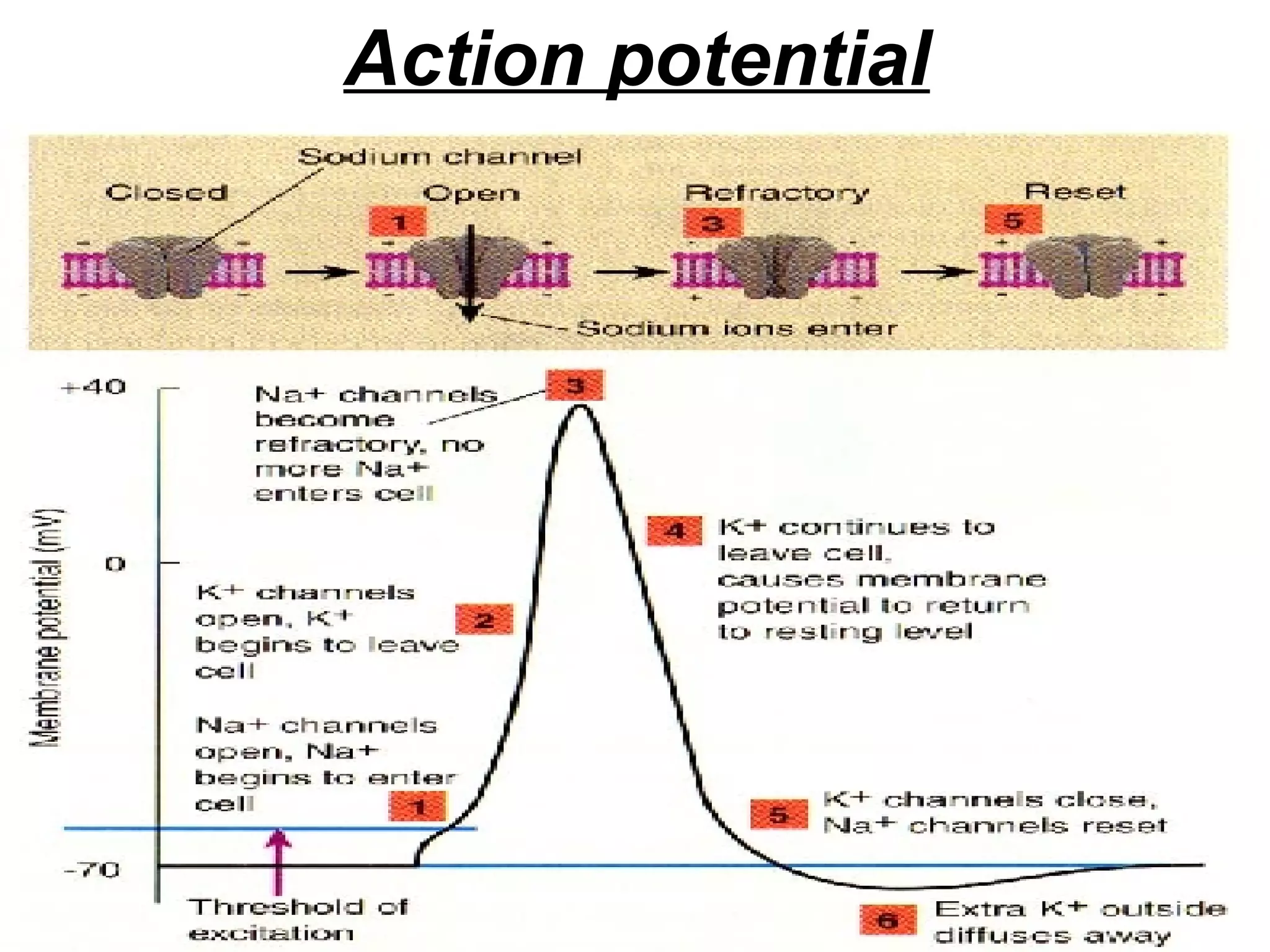 Action potential 