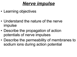 Nerve impulse Learning objectives Understand the nature of the nerve impulse Describe the propagation of action potentials of nerve impulses Describe the permeability of membranes to sodium ions during action potential 