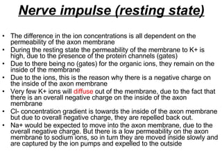 Nerve impulse (resting state) The difference in the ion concentrations is all dependent on the permeability of the axon membrane During the resting state the permeability of the membrane to K+ is high, due to the presence of the protein channels (gates) Due to there being no (gates) for the organic ions, they remain on the inside of the membrane Due to the ions, this is the reason why there is a negative charge on the inside of the axon membrane Very few K+ ions will  diffuse  out of the membrane, due to the fact that there is an overall negative charge on the inside of the axon membrane Cl- concentration gradient is towards the inside of the axon membrane but due to overall negative charge, they are repelled back out. Na+ would be expected to move into the axon membrane, due to the overall negative charge. But there is a low permeability on the axon membrane to sodium ions, so in turn they are moved inside slowly and are captured by the ion pumps and expelled to the outside  