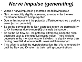 Nerve impulse (generating) When a nerve impulse is generated the following occur Na+ permeability slightly increases, so more enter the axon membrane than are being expelled  Due to this movement the potential difference reaches a positive value (action potential)  So as the permeability to Na+ decrease in turn the permeability to K+ increases due to more (K) channels being open. So as the K+ flow out, the potential difference inside the axon decrease back to the negative resting value. There is slight decrease in the membrane potential which is slightly lower than resting potential, due to more K+ released than needed This effect is called the Hyperpolarisation. But this is temporarily until the Na+ and K+ return to their resting concentrations  