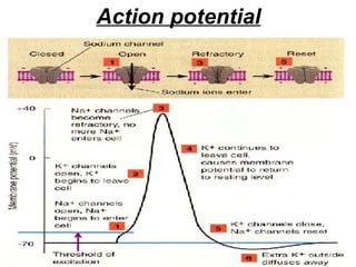 Action potential 