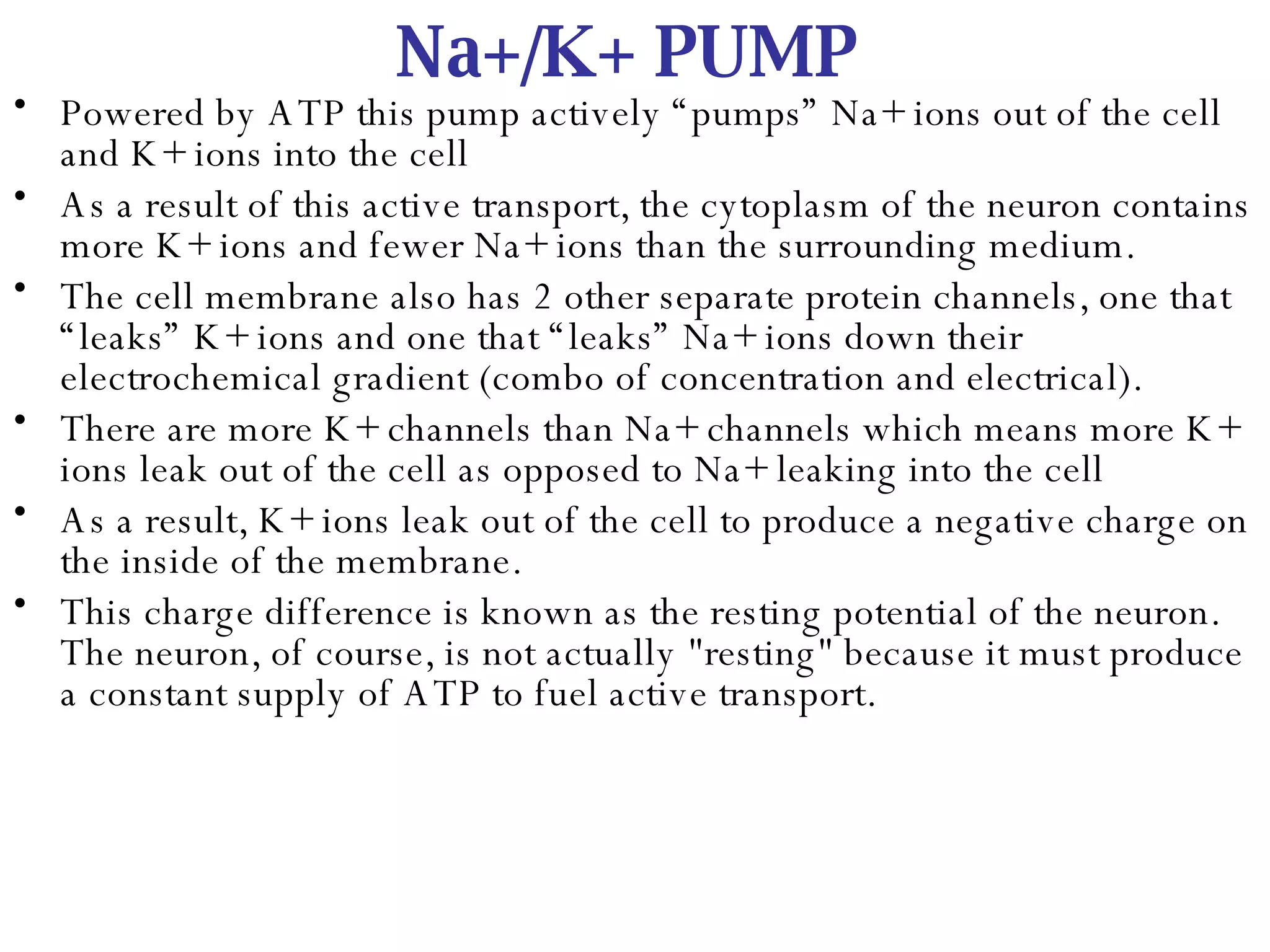 Na+/K+ PUMP Powered by ATP this pump actively “pumps” Na+ ions out of the cell and K+ ions into the cell As a result of this active transport, the cytoplasm of the neuron contains more K+ ions and fewer Na+ ions than the surrounding medium. The cell membrane also has 2 other separate protein channels, one that “leaks” K+ ions and one that “leaks” Na+ ions down their electrochemical gradient (combo of concentration and electrical). There are more K+ channels than Na+ channels which means more K+ ions leak out of the cell as opposed to Na+ leaking into the cell As a result, K+ ions leak out of the cell to produce a negative charge on the inside of the membrane.  This charge difference is known as the resting potential of the neuron. The neuron, of course, is not actually &quot;resting&quot; because it must produce a constant supply of ATP to fuel active transport.   