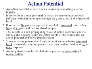Action Potential An action potential occurs when a neuron is conducting a nerve  impulse In order for an action potential to occur, the neuron must receive sufficient stimulation to open enough  Na  gates to reach the threshold level If sufficient  Na  gates are opened to reach the  threshold  level, other  Na  and  K  gates will be stimulated to open This results in a self-propagating wave of  action  potentials and  Na and K  gates opening along the entire length of the neuron and an action potental and nerve impulse occur Since an action potential will only occur if the membrane  threshold level  is reached, an action potential can also be described as an  all  or  none  response Action potential can be divided into 2 phases:  depolarization  &  repolarization 