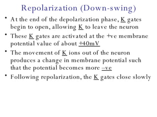 Repolarization (Down-swing) At the end of the depolarization phase,  K  gates begin to open, allowing  K  to leave the neuron These  K  gates are activated at the +ve membrane potential value of about  +40mV The movement of  K  ions out of the neuron produces a change in membrane potential such that the potential becomes more  –ve Following repolarization, the  K  gates close slowly 