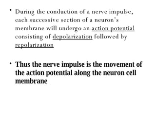 During the conduction of a nerve impulse, each successive section of a neuron’s membrane will undergo an  action potential  consisting of  depolarization  followed by  repolarization Thus the nerve impulse is the movement of the action potential along the neuron cell membrane 