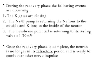 During the recovery phase the following events are occurring: 1. The K gates are closing 2.  The Na/K pump is returning the Na ions to the outside and K ions to the inside of the neuron 3.  The membrane potential is returning to its resting value of -70mV Once the recovery phase is complete, the neuron is no longer in its  refractory  period and is ready to conduct another nerve impulse 