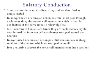 Salatory Conduction Some neurons have no myelin coating and are described as unmyelinated In unmyelinated neurons, an action potential must pass through each point along the neuron cell membrane which makes the conduction of the nerve impulse relatively  slow Most neurons in humans are (since they are enclosed in a myelin coat formed by Schwann cell membranes wrapped around the neuron) In myelinated neurons, an action potential does not occur along sections of the neuron which are wrapped in myelin Ions are unable to cross the nerve cell membrane in these sections 