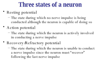 Three states of a neuron Resting potential The state during which no nerve impulse is being conducted although the neuron is capable of doing so Action potential The state during which the neuron is actively involved in conducting a nerve impulse Recovery/Refractory potential The state during which the neuron is unable to conduct a nerve impulse since the neuron must “recover” following the last nerve impulse 