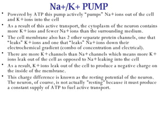 Na+/K+ PUMP Powered by ATP this pump actively “pumps” Na+ ions out of the cell and K+ ions into the cell As a result of this active transport, the cytoplasm of the neuron contains more K+ ions and fewer Na+ ions than the surrounding medium. The cell membrane also has 2 other separate protein channels, one that “leaks” K+ ions and one that “leaks” Na+ ions down their electrochemical gradient (combo of concentration and electrical). There are more K+ channels than Na+ channels which means more K+ ions leak out of the cell as opposed to Na+ leaking into the cell As a result, K+ ions leak out of the cell to produce a negative charge on the inside of the membrane.  This charge difference is known as the resting potential of the neuron. The neuron, of course, is not actually "resting" because it must produce a constant supply of ATP to fuel active transport.   