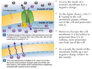 At rest, the inside of a neuron's membrane has a negative charge.  As the figure shows, a Na+ / K+ pump in the cell membrane pumps sodium out of the cell and potassium into it. However, because the cell membrane is a bit leakier to potassium than it is to sodium, more potassium ions leak out of the cell.  As a result, the inside of the membrane builds up a net negative charge relative to the outside.   