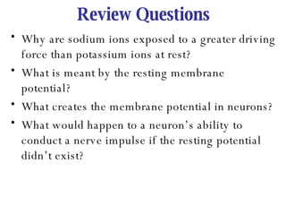 Review Questions Why are sodium ions exposed to a greater driving force than potassium ions at rest? What is meant by the resting membrane potential?  What creates the membrane potential in neurons? What would happen to a neuron’s ability to conduct a nerve impulse if the resting potential didn’t exist? 
