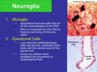 Neuroglia Microglia Specialized immune cells that act as the macrophages of the CNS Why is it important for the CNS to have its own army of immune cells? Ependymal Cells Low columnar epithelial-esque cells that line the ventricles of the brain and the central canal of the spinal cord Some are ciliated which facilitates the movement of cerebrospinal fluid  