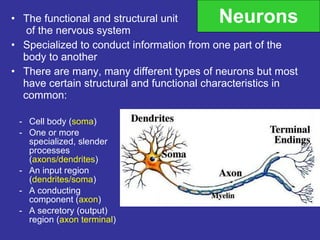 Neurons The functional and structural unit  of the nervous system Specialized to conduct information from one part of the body to another There are many, many different types of neurons but most have certain structural and functional characteristics in common: Cell body ( soma ) One or more specialized, slender processes ( axons/dendrites ) An input region ( dendrites/soma ) A conducting component ( axon ) A secretory (output) region ( axon terminal ) 