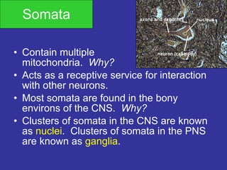 Somata Contain multiple  mitochondria.  Why? Acts as a receptive service for interaction with other neurons. Most somata are found in the bony environs of the CNS.  Why? Clusters of somata in the CNS are known as  nuclei .  Clusters of somata in the PNS are known as  ganglia . 