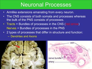 Neuronal Processes Armlike extensions emanating from every neuron. The CNS consists of both somata and processes whereas the bulk of the PNS consists of processes. Tracts  = Bundles of processes in the CNS ( red arrow ) Nerves  = Bundles of processes in the PNS  2 types of processes that differ in structure and function: Dendrites and Axons   