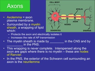 Axons Axolemma  = axon  plasma membrane. Surrounded by a  myelin  sheath , a wrapping of lipid  which: Protects the axon and electrically isolates it Increases the rate of AP transmission The myelin sheath is made by ________ in the CNS and by _________ in the PNS. This wrapping is never complete.  Interspersed along the axon are gaps where there is no myelin – these are  nodes of Ranvier . In the PNS, the exterior of the Schwann cell surrounding an axon is the  neurilemma 