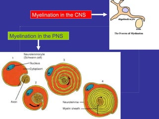 Myelination in the CNS Myelination in the PNS 