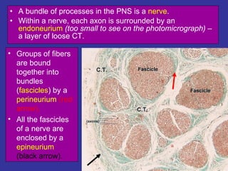 A bundle of processes in the PNS is a  nerve . Within a nerve, each axon is surrounded by an  endoneurium   (too small to see on the photomicrograph) –  a layer of loose CT.  Groups of fibers are bound together into bundles ( fascicles ) by a  perineurium  (red arrow). All the fascicles of a nerve are enclosed by a  epineurium  (black arrow). 