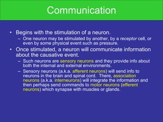 Communication Begins with the stimulation of a neuron. One neuron may be stimulated by another, by a  receptor  cell, or even by some physical event such as pressure. Once stimulated, a neuron will communicate information about the causative event.  Such neurons are  sensory neurons  and they provide info about both the internal and external environments. Sensory neurons (a.k.a.  afferent neurons ) will send info to neurons in the brain and spinal cord.  There,  association neurons  (a.k.a.  interneurons ) will integrate the information and then perhaps send commands to  motor neurons  ( efferent neurons ) which synapse with muscles or glands. 