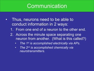 Communication Thus, neurons need to be able to conduct information in 2 ways: From one end of a neuron to the other end. Across the minute space separating one neuron from another.  (What is this called?) The 1 st  is accomplished electrically via APs. The 2 nd  is accomplished chemically via neurotransmitters. 