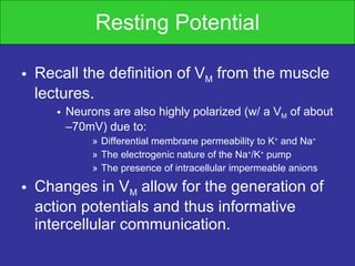Resting Potential Recall the definition of V M  from the muscle lectures. Neurons are also highly polarized (w/ a V M  of about –70mV) due to: Differential membrane permeability to K +  and Na +  The electrogenic nature of the Na + /K +  pump The presence of intracellular impermeable anions Changes in V M  allow for the generation of action potentials and thus informative intercellular communication. 