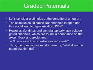 Graded Potentials Let’s consider a stimulus at the dendrite of a neuron. The stimulus could cause Na +  channels to open and this would lead to depolarization.  Why? However, dendrites and somata typically lack voltage-gated channels, which are found in abundance on the axon hillock and axolemma. So what cannot occur on dendrites and somata? Thus, the question we must answer is, “what does this depolarization do?” 