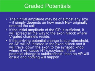 Graded Potentials Their initial amplitude may be of almost any size – it simply depends on how much Na+ originally entered the cell. If the initial amplitude of the GP is sufficient, it will spread all the way to the axon hillock where V-gated channels reside. If the arriving potential change is suprathreshold, an AP will be initiated in the axon hillock and it will travel down the axon to the synaptic knob where it will cause NT exocytosis.  If the potential change is subthreshold, then no AP will ensue and nothing will happen. 