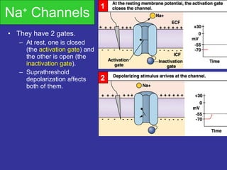 Na +  Channels They have 2 gates. At rest, one is closed (the  activation   gate ) and the other is open (the  inactivation   gate ). Suprathreshold depolarization affects both of them. 1 2 