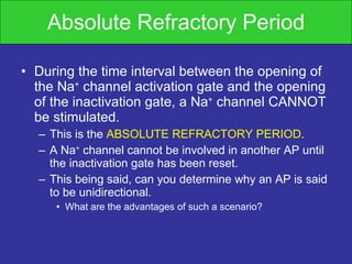 Absolute Refractory Period During the time interval between the opening of the Na +  channel activation gate and the opening of the inactivation gate, a Na +  channel CANNOT be stimulated. This is the  ABSOLUTE REFRACTORY PERIOD . A Na +  channel cannot be involved in another AP until the inactivation gate has been reset. This being said, can you determine why an AP is said to be unidirectional. What are the advantages of such a scenario? 
