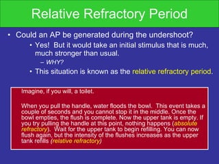 Relative Refractory Period Could an AP be generated during the undershoot? Yes!  But it would take an initial stimulus that is much, much stronger than usual. WHY? This situation is known as the  relative refractory period . Imagine, if you will, a toilet.  When you pull the handle,   water floods the bowl.  This event takes a couple of seconds and you cannot stop it in the middle. Once the bowl empties, the flush is complete. Now the upper tank is empty. If you try pulling the handle at this point, nothing happens ( absolute refractory ).  Wait for the upper tank to begin refilling. You can now flush again, but the intensity of the flushes increases as the upper tank refills  ( relative refractory ) 