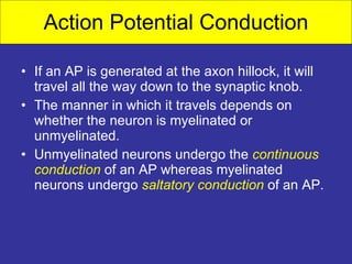 Action Potential Conduction If an AP is generated at the axon hillock, it will travel all the way down to the synaptic knob. The manner in which it travels depends on whether the neuron is myelinated or unmyelinated. Unmyelinated neurons undergo the  continuous conduction  of an AP whereas myelinated neurons undergo  saltatory conduction  of an AP. 