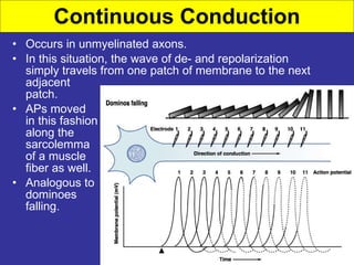 Continuous Conduction Occurs in unmyelinated axons. In this situation, the wave of de- and repolarization simply travels from one patch of membrane to the next adjacent  patch. APs moved  in this fashion  along the  sarcolemma  of a muscle  fiber as well. Analogous to  dominoes  falling. 
