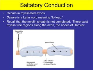 Saltatory Conduction Occurs in myelinated axons. Saltare  is a Latin word meaning “to leap.” Recall that the myelin sheath is not completed.  There exist myelin free regions along the axon, the nodes of Ranvier. 